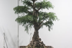 37 Araucaria cunninghamii, Hoop pine "Old Prickly"