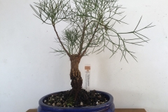 15-Grevillea-anethifolia