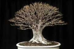 47-Ficus-rubiginosa