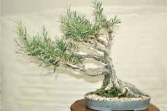 5-Melaleuca-paludicola-