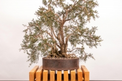 19 Kunzea sp