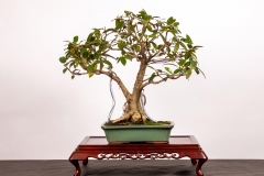 21 Ficus rubiginosa