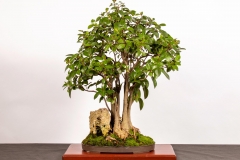 5-Ficus-rubiginosa