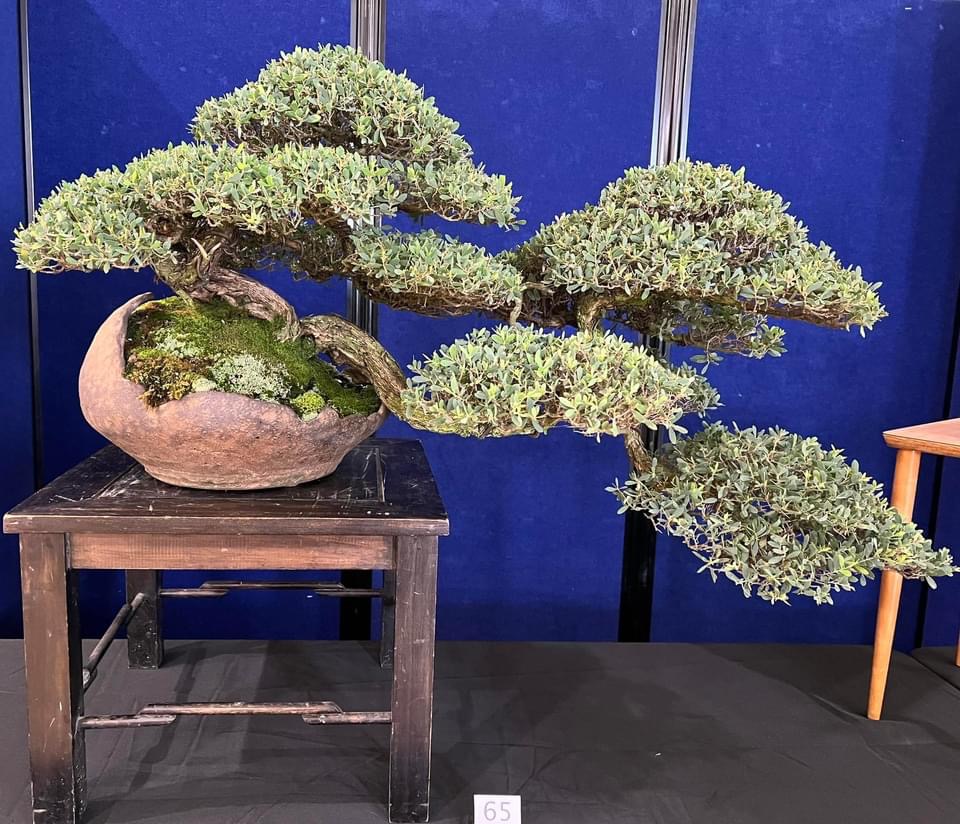 1C758CC6-4798-4CD0-8AD9-B944ECF197D5 – Victorian Native Bonsai Club